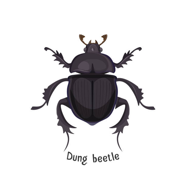 770+ Horned Beetle Stock Illustrations, Royalty-Free Vector Graphics ...
