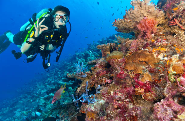 istock Young woman scuba diver exploring coral reef 918114010