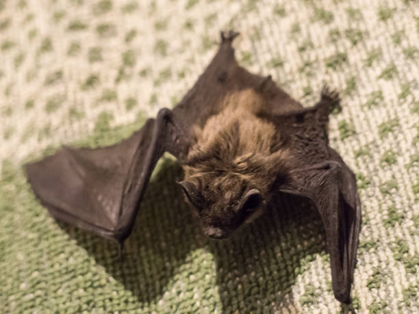 istock Small cute scary bat found on pillow in evening 918114220