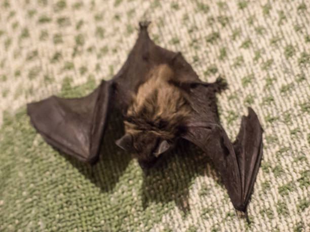 istock Small cute scary bat found on pillow in evening 918114434