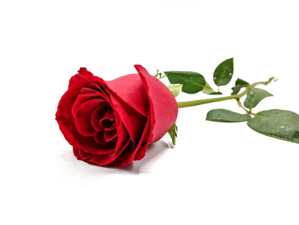 istock A black and white rose on place alone on the ground on a white background. 918117232