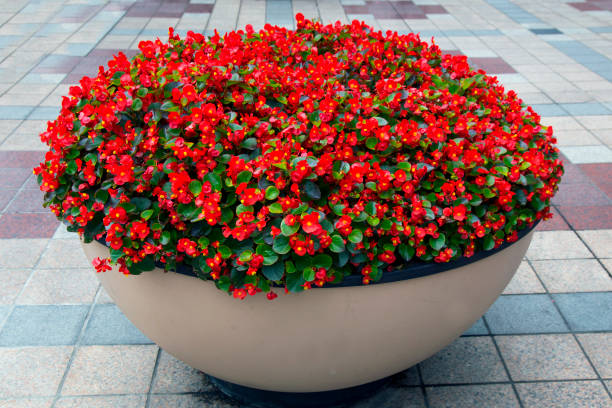 istock flower in the round pot on the footpath 918118062