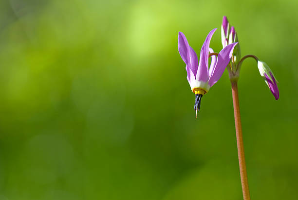 Purple Flower Background stock photo