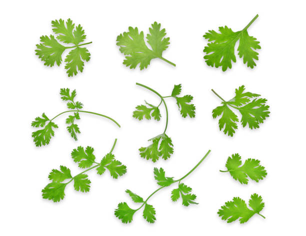 green coriandrum sativum leaves isolated on white background, flat lay, top view green coriandrum sativum leaves isolated on white background, flat lay, top view cilantro stock pictures, royalty-free photos & images