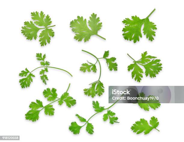 Green Coriandrum Sativum Leaves Isolated On White Background Flat Lay Top View Stock Photo - Download Image Now
