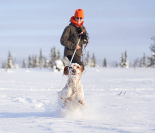 English Setter running in deep snow, Oppland County Norway