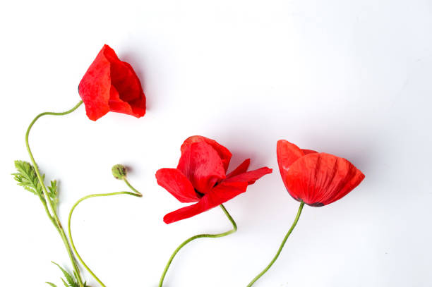 istock Poppy flower on white background top view 918121200
