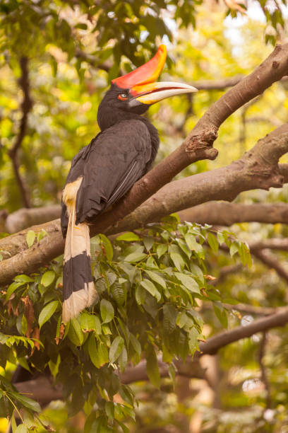 istock hornbill bird on the thee 918121274