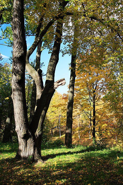 Yellow trees stock photo