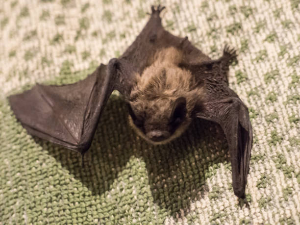 istock Small cute scary bat found on pillow in evening 918124360