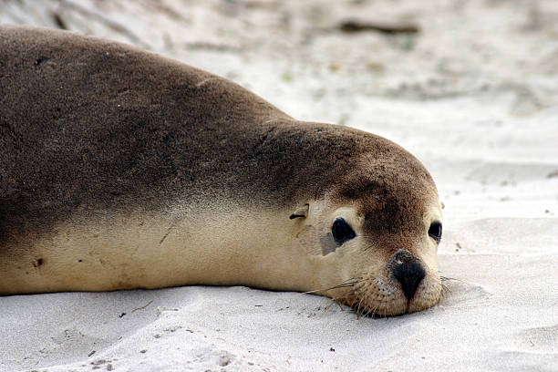 istock Australian sea lion (Neophoca cinerea) 91812542