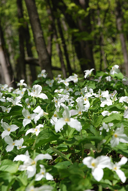 istock White Trillium flowers blooming in woodlands 91812653
