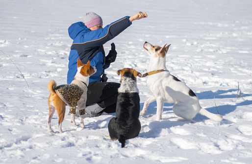 Woman feeding dogs while training some simple commands playing outdoor at winter season