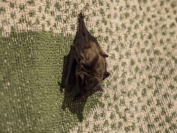 istock Small cute scary bat found on pillow in evening 918127994