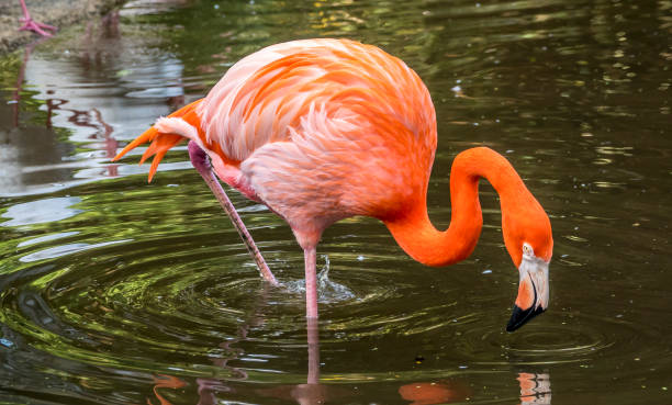 istock greater flamingo, Phoenicopterus roseus 918128006
