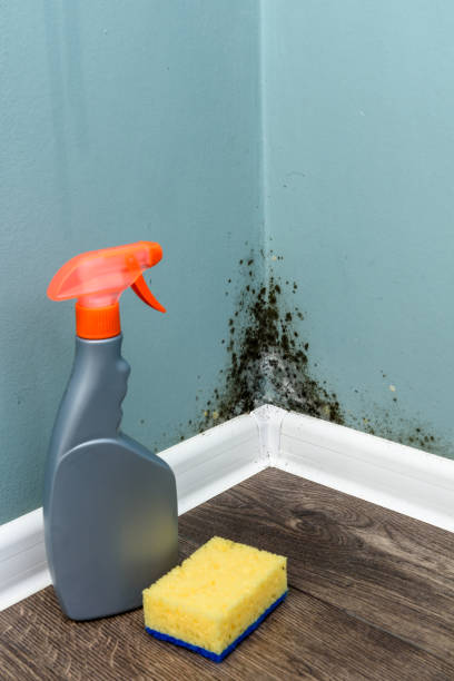 istock Spray bottle and sponge near black mould wall 918128078