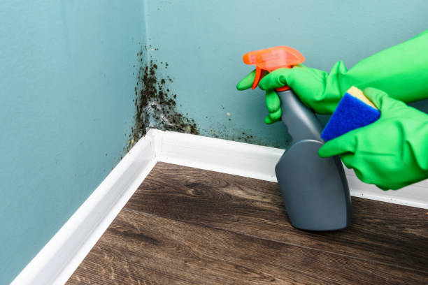 Spray bottle and sponge near black mould wall stock photo