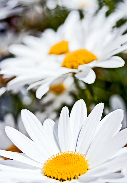 Daisies stock photo