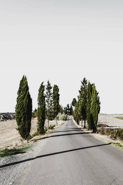 istock Tree-lined avenue in siena countryside 918128378