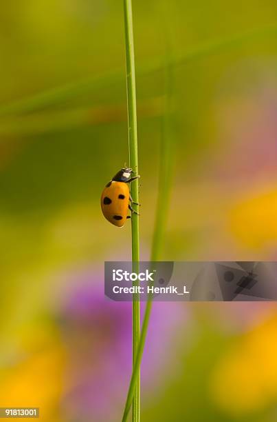 Escalar Joaninha - Fotografias de stock e mais imagens de Amarelo - Amarelo, Ampliação, Animal