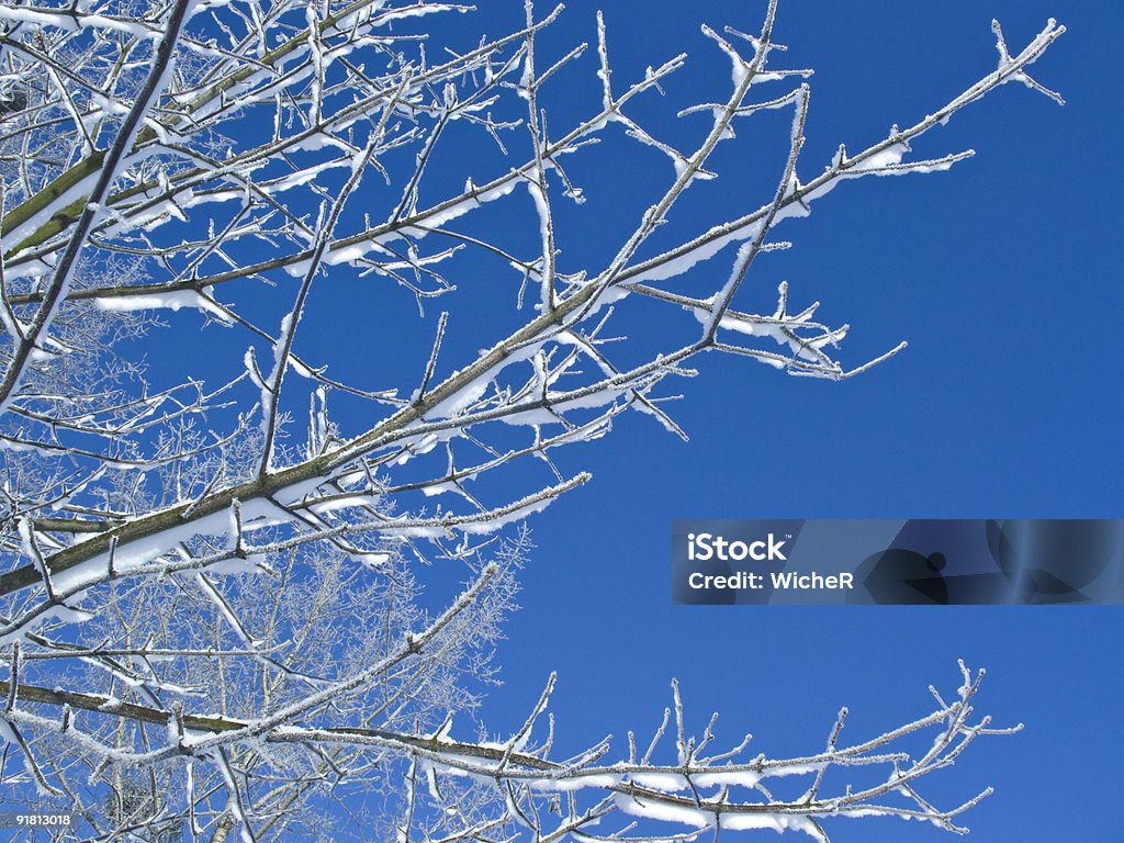 Winter-Ast mit copyspace - Lizenzfrei Ast - Pflanzenbestandteil Stock-Foto