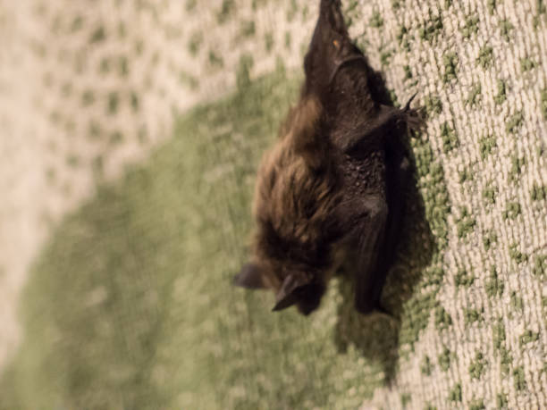 istock Small cute scary bat found on pillow in evening 918131360
