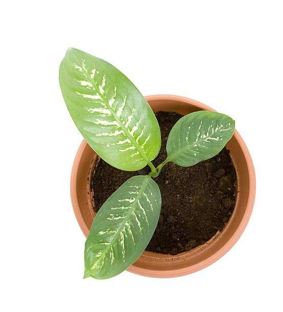 istock plant in  flower pot. 91813221