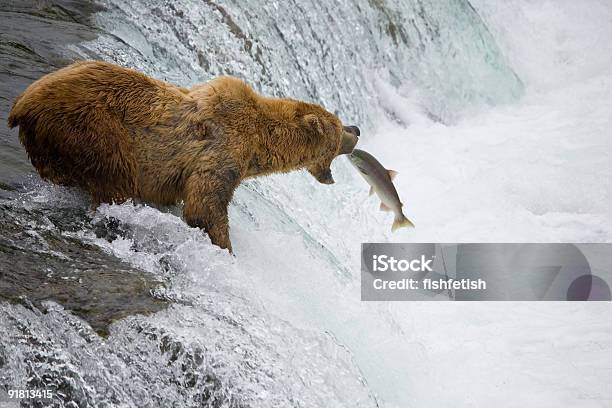 Alaskan Braunbär Fangen Lachs Stockfoto und mehr Bilder von Bär - Bär, Fischen, Essen - Mund benutzen