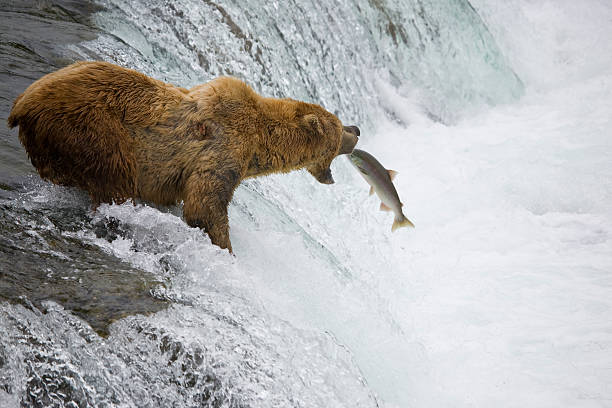 alaskan brown bear catching salmon - pembe somon stok fotoğraflar ve resimler