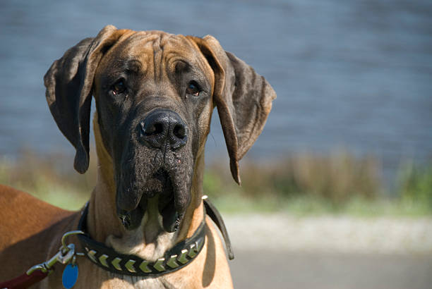 istock Portrait of a young dog 91813605