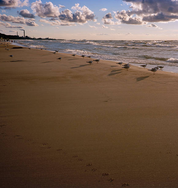 Gabbiani sulla spiaggia - foto stock
