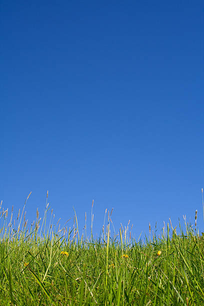 Grass stock photo