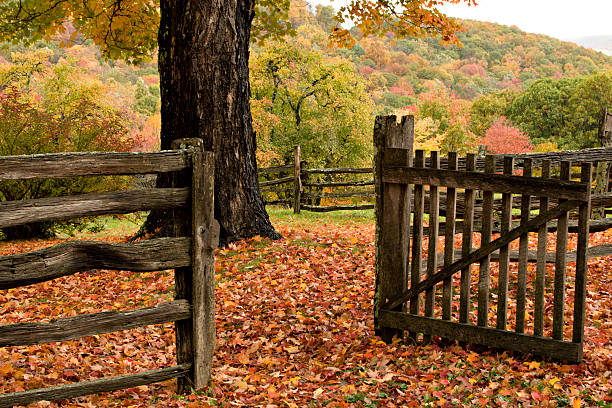 Autumn Trees,  Leaves and Gate stock photo