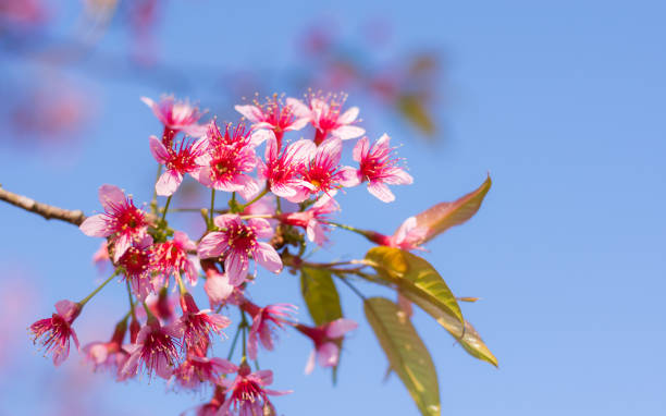 istock Beautiful Wild Himalayan Cherry blossom, Thai Sakura flower. 918138336