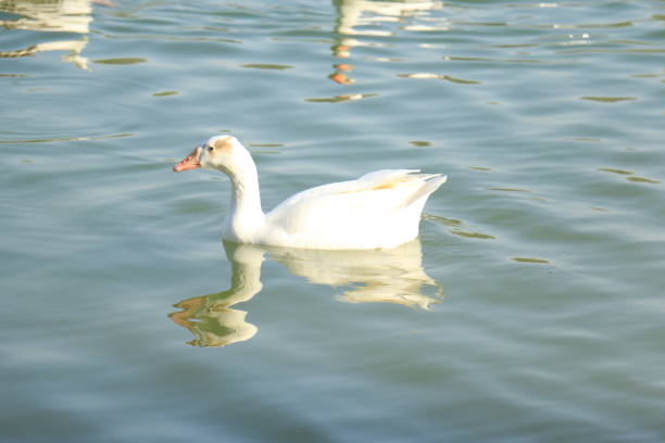 Peaceful White Swan Duck Floating in a Lake