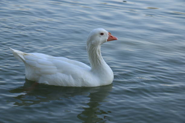 Duck standing on stone in water