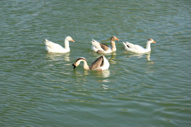Peaceful White Swan Duck Floating in a Lake