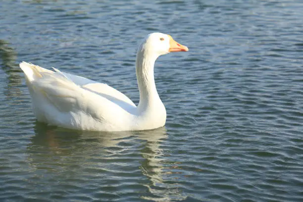 Beautiful White Swan Duck floating in a lake