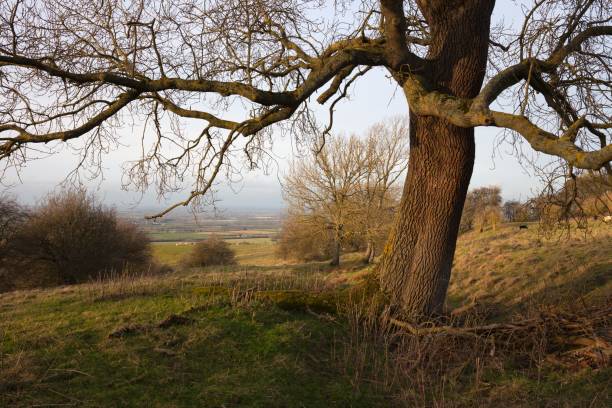 istock Cotswold landscape in winter 918139820