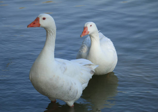 istock Beautiful White Swan Duck floating in a lake 918139872