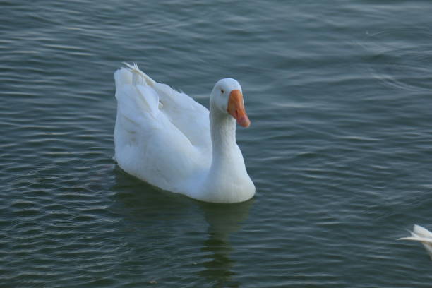 istock Beautiful White Swan Duck floating in a lake 918140060