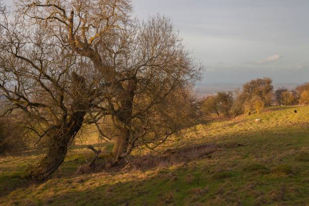 istock Cotswold landscape in winter 918140066