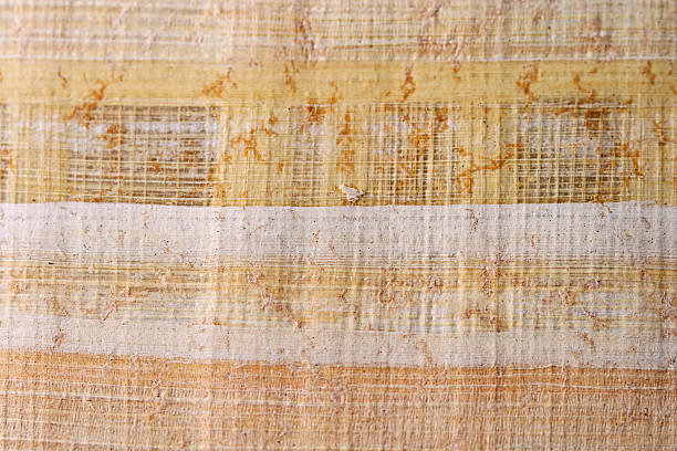 Papiro egiziano - foto stock