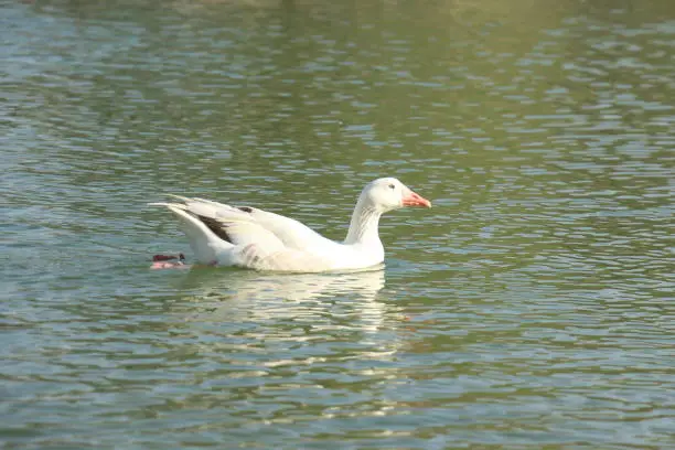 Beautiful White Swan Duck floating in a lake