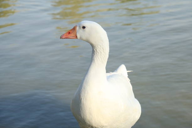 istock Beautiful White Swan Duck floating in a lake 918142326