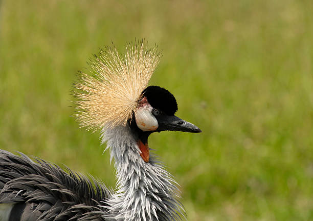 Head of Black Crowned Crane stock photo