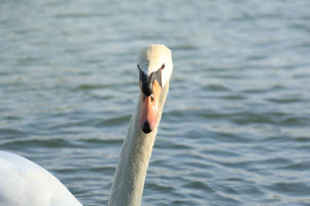 Beautiful White Swan Duck floating in a lake