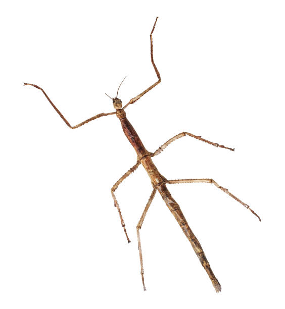 istock Tenodera Pinapavonis isolated on white background 918143258