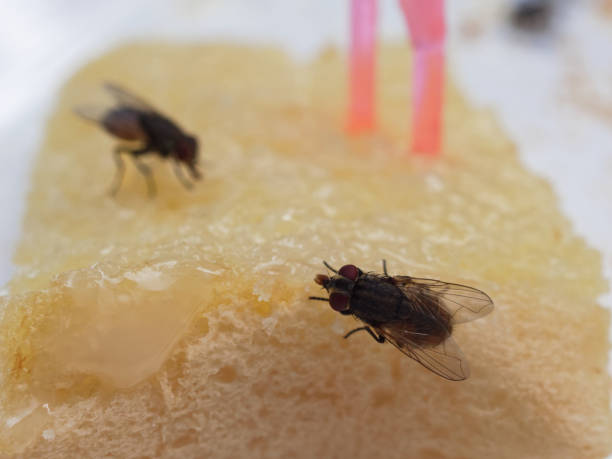 istock House flies on bread with butter with pink plastic fork sticking on over white plate 918143286