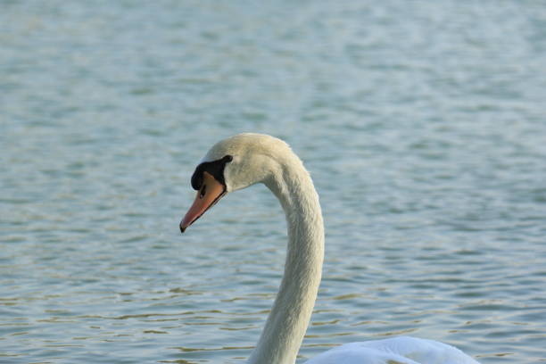 Beautiful White Swan Duck floating in a lake